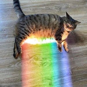 Meet your Posher, Piper